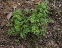 Bindi weed