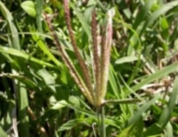 Weed Identification - StrathAyr