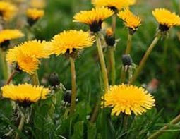 Dandelion weed