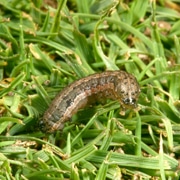 Lawn Pests