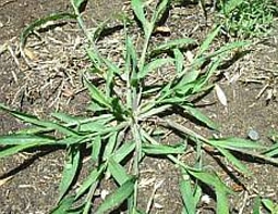 Summer grass weed