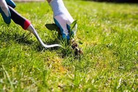 Person pulling up a weed from the lawn