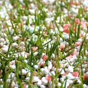 Fertiliser sprinkled on lawn