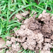 Worm waste in grass