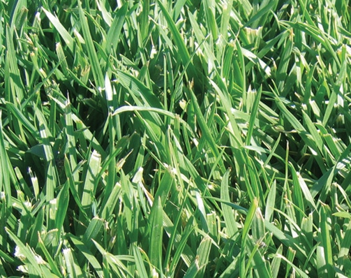 RTF fescue turf