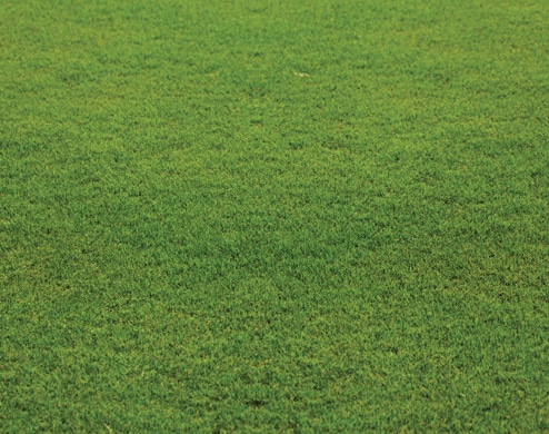 Sir Grange Zoysia turf