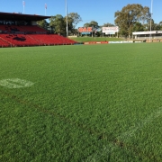 Turf at Credit Union Australia stadium