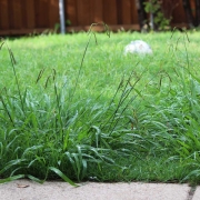 Overgrown weeds in the backyard, Crab Grass Weed in the Lawn