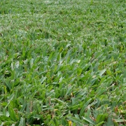 Buffalo Grass lawn freshly mown