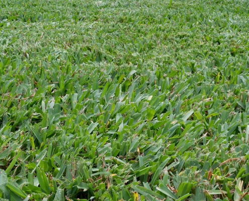 Buffalo Grass lawn freshly mown