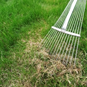 Dethatching lawn with a lawn rake in the spring garden