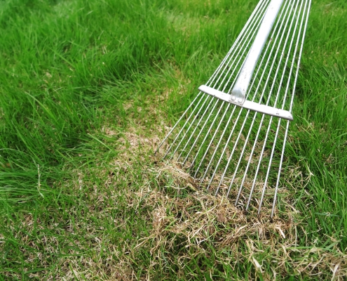 Dethatching lawn with a lawn rake in the spring garden