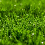 Close-up green lawn, fresh and wet. Beautiful texture with bokeh and sun flares.