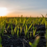 green grass seedlings growing