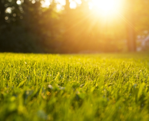 Tranquil fresh grass for growth and water concept mother nature.