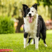 Young black and white border collie standing on grass with frisbee