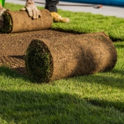 instant turf