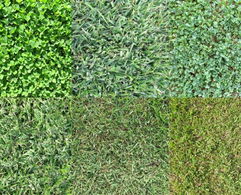 Various Grass Types
