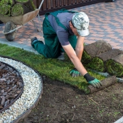 Gardener applying turf rolls in the backyard