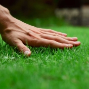 Hand on green lush grass