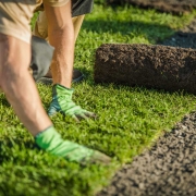 Professional Landscaper Lay Natural Grass Turfs