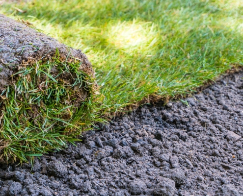 instant lawn