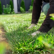 kikuyu grass