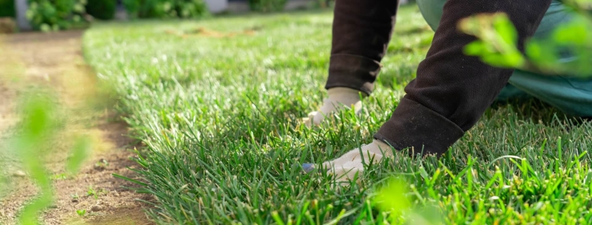 kikuyu grass