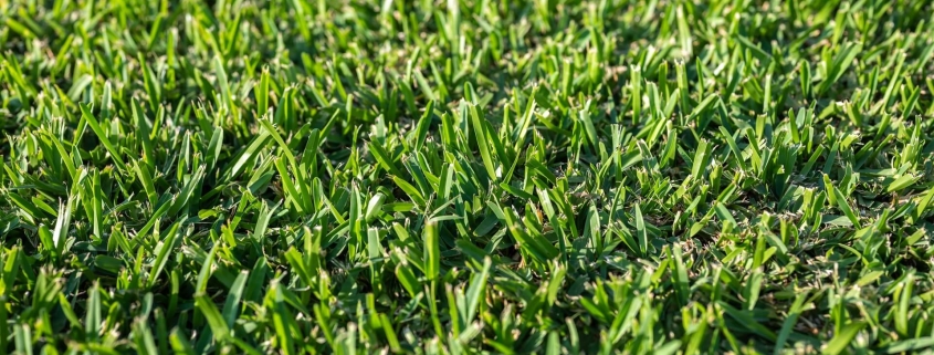 kikuyu grass