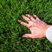 tall fescue grass