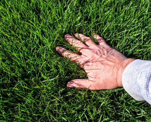 tall fescue grass