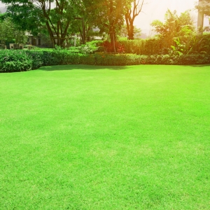 tiftuf lawn