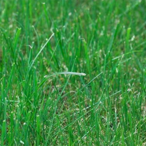 tall fescue turf