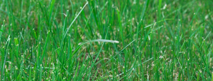 tall fescue turf