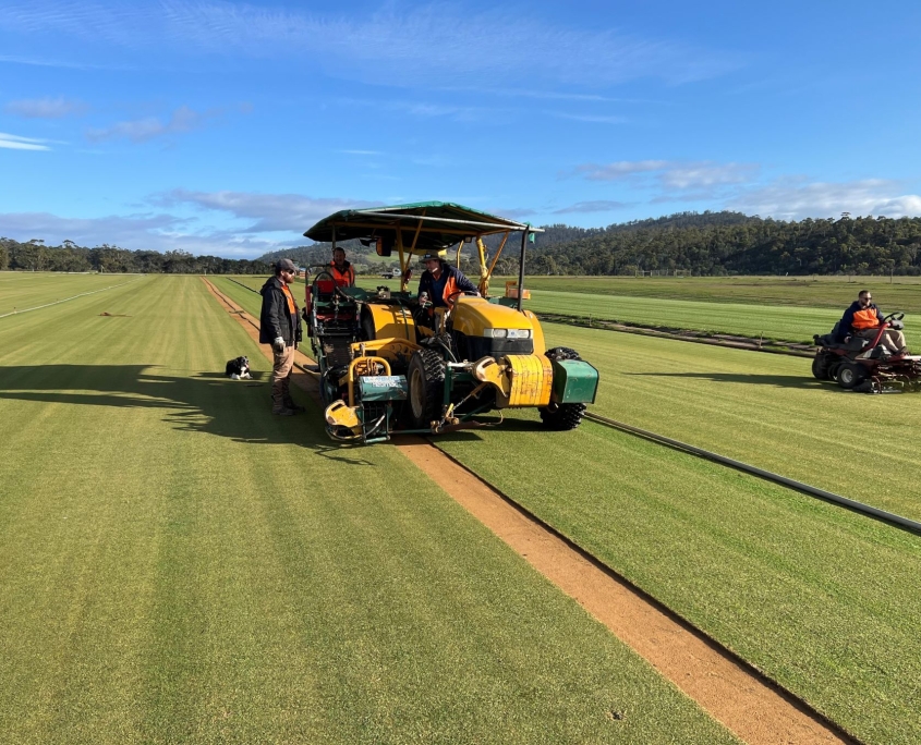 web-bentgrass